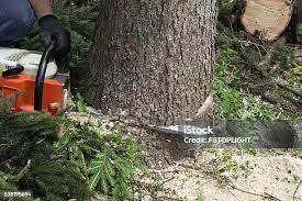 Best Tree and Shrub Care  in Mount Hope, NJ