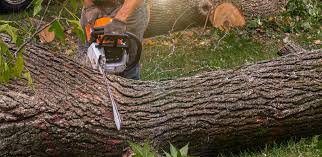 Best Palm Tree Trimming  in Mount Hope, NJ