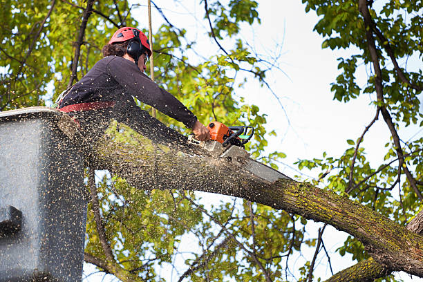 Best Utility Line Clearance  in Mount Hope, NJ